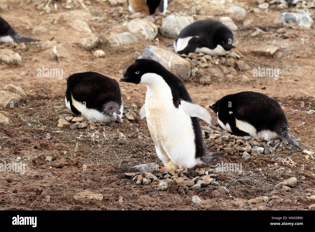 Adelie Penguin, (Pygoscelis adeliae), Antartide, Devil Island, adulto presso il nido con uova Foto Stock