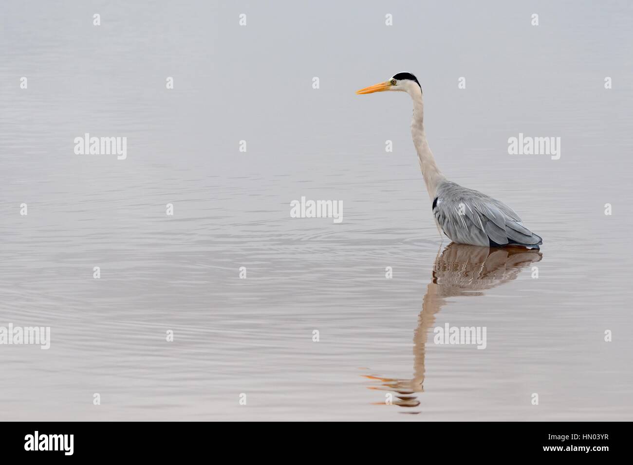 Airone cinerino (Ardea cinerea) foraggio per il cibo, Tramonto Dam, Parco Nazionale Kruger, Mpumalanga, Sud Africa e Africa Foto Stock