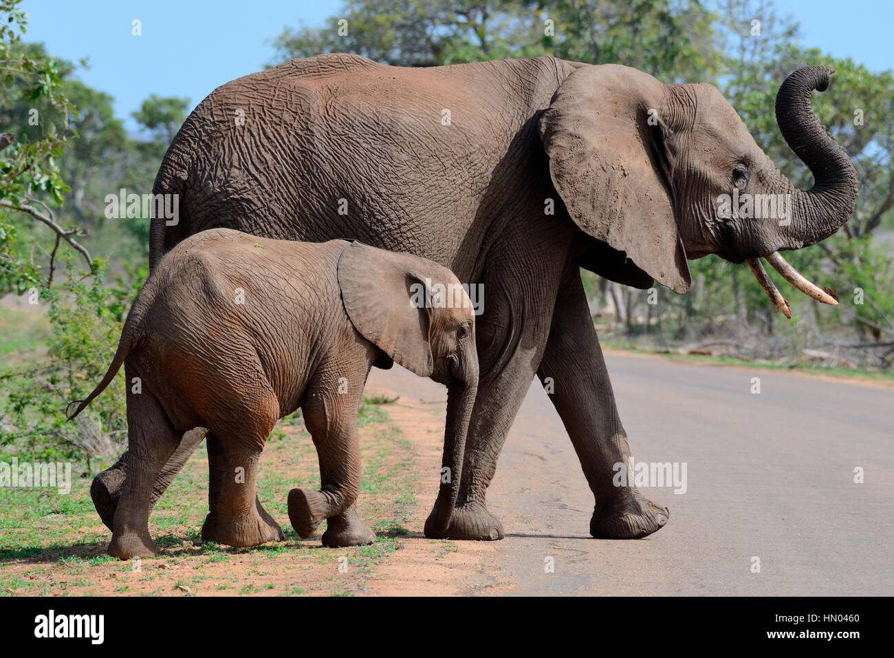 Bush africano Elefante africano (Loxodonta africana), madre con giovani attraversare una strada asfaltata, il Parco Nazionale Kruger, Sud Africa e Africa Foto Stock