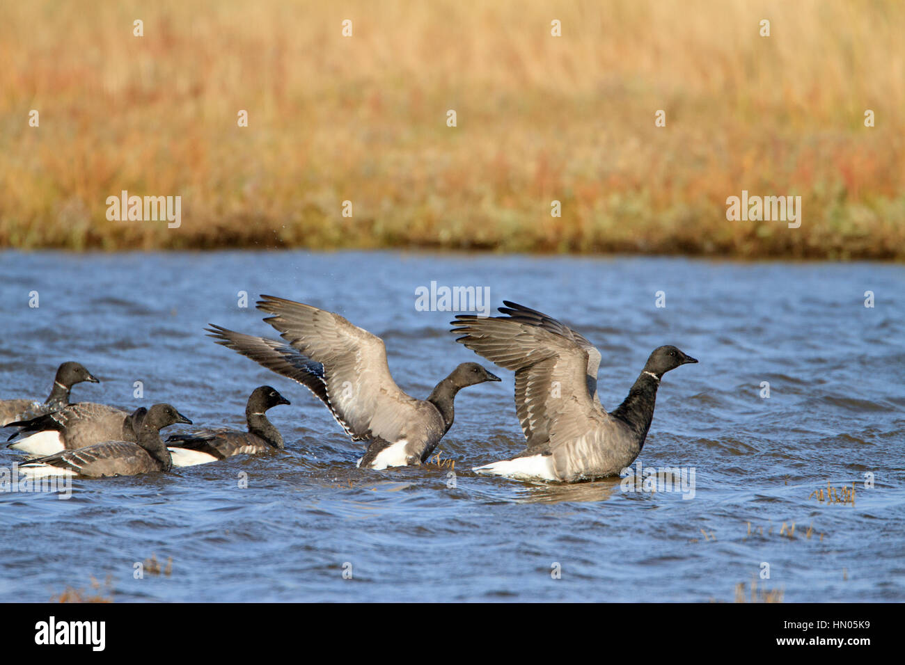 Brent - Brant Goose. Branta bernicla sulla Palude Salata. Foto Stock