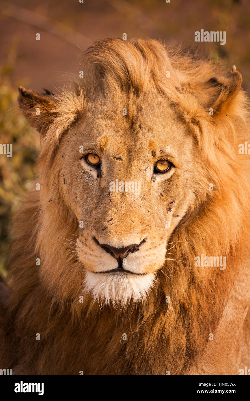 Close up di un maschio di leone in inizio di mattina di sole nel Parco Nazionale di Kruger, Sud Africa. Foto Stock