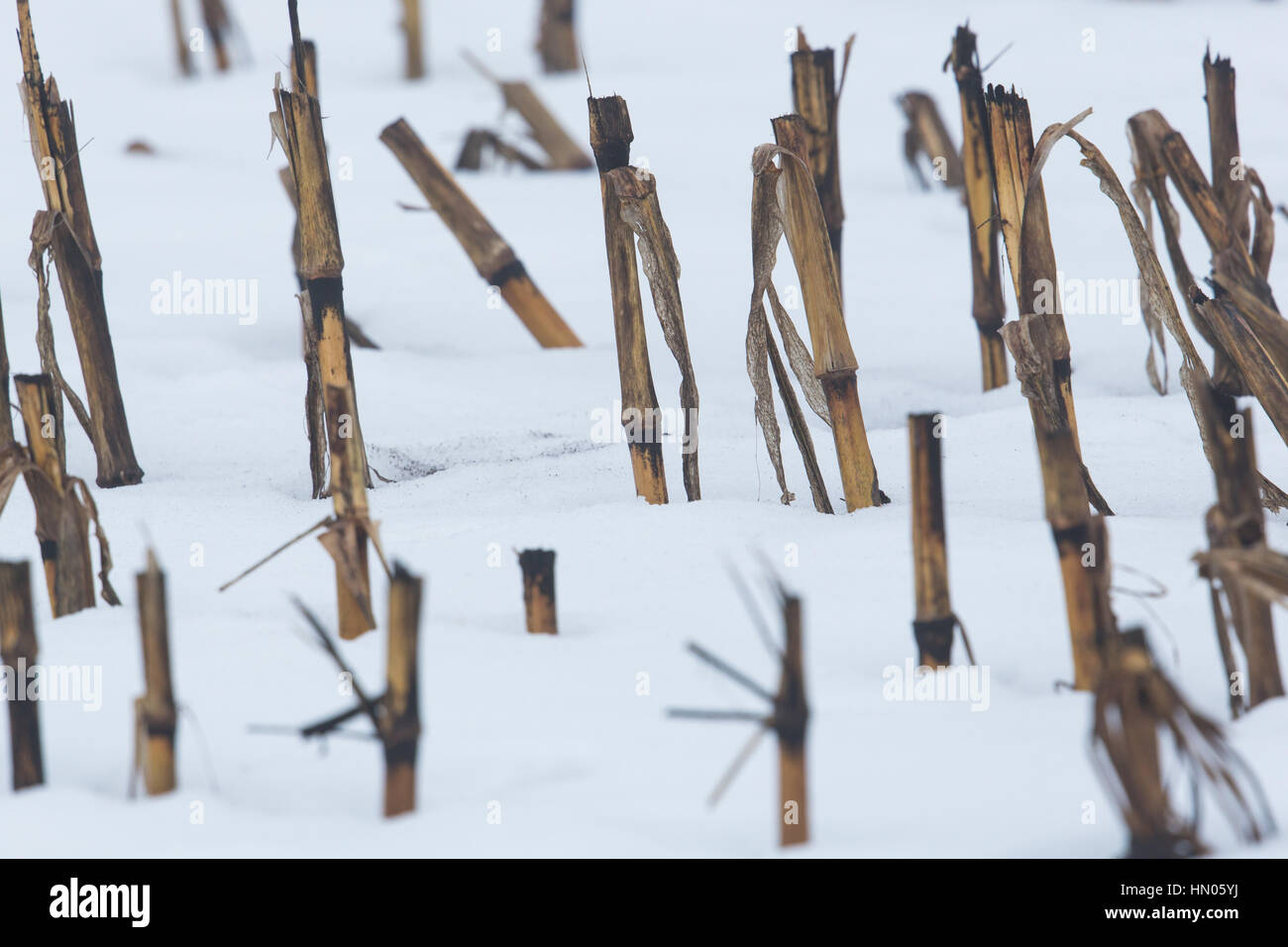 Un campo di mais in inverno: stubbles nella neve Foto Stock
