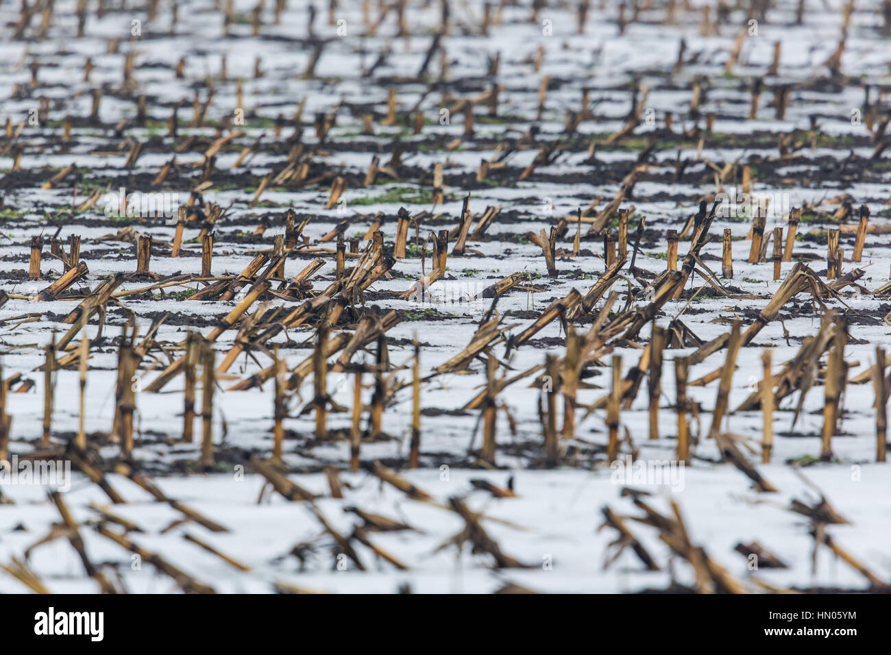 Un naturale campo di mais in inverno: stubbles nella nebbia e neve Foto Stock