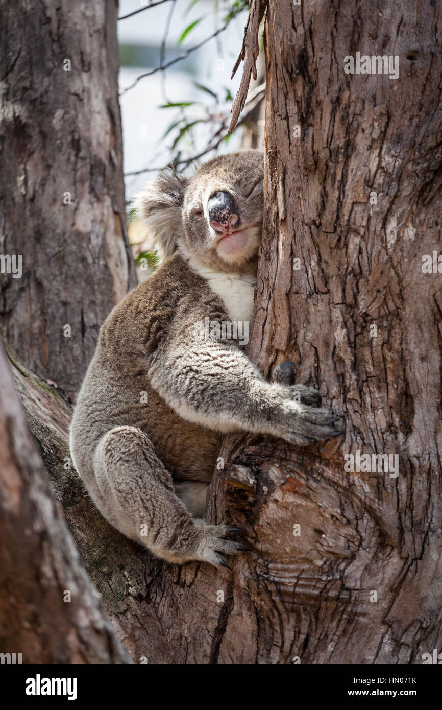 Il Koala abbracciando eucalipto al suo pisolino pomeridiano Foto Stock