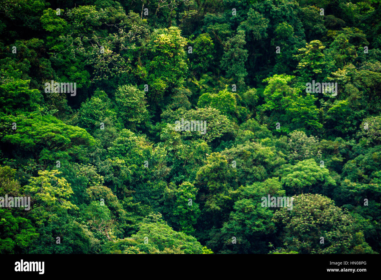 Infinite alberi in cloudforest vicino a Monteverde in Costa Rica Foto Stock