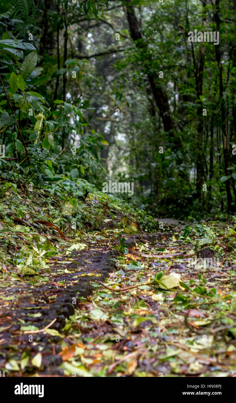 Un percorso attraverso la foresta pluviale a Monteverde in Costa Rica Foto Stock