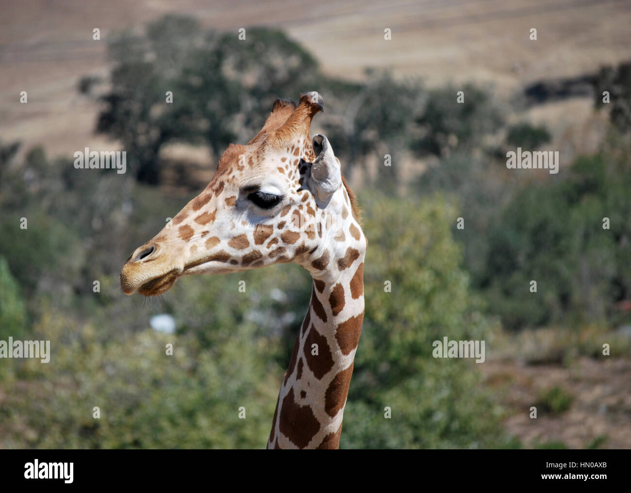 La giraffa guardando intorno Foto Stock