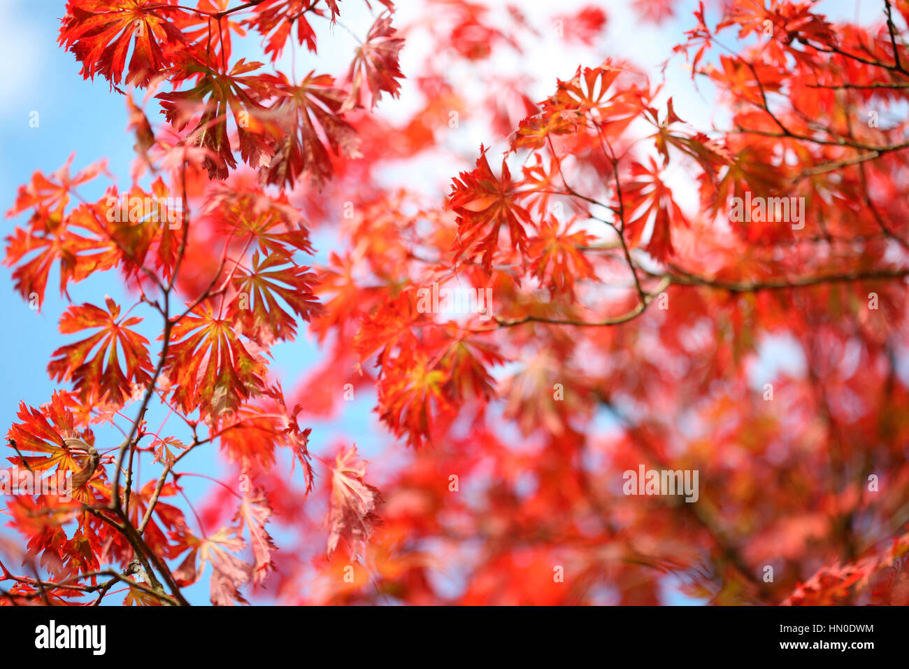 Luna piena Maple, soleggiata giornata autunnale cielo blu, foglie di autunno cambiando colore Jane Ann Butler JABP Fotografia1832 Foto Stock