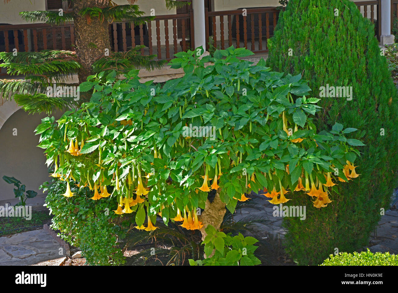 Il sempreverde arbusto a fioritura Brugmansia x candida 'Grand Marinier' Foto Stock