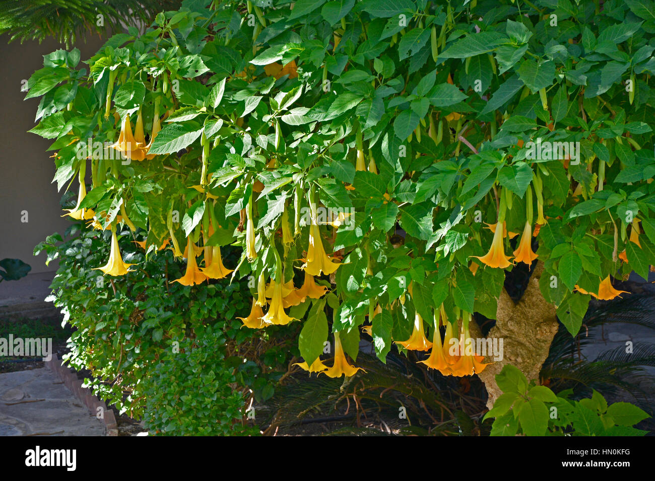 Il sempreverde arbusto a fioritura Brugmansia  x candida 'Grand Marinier' Foto Stock