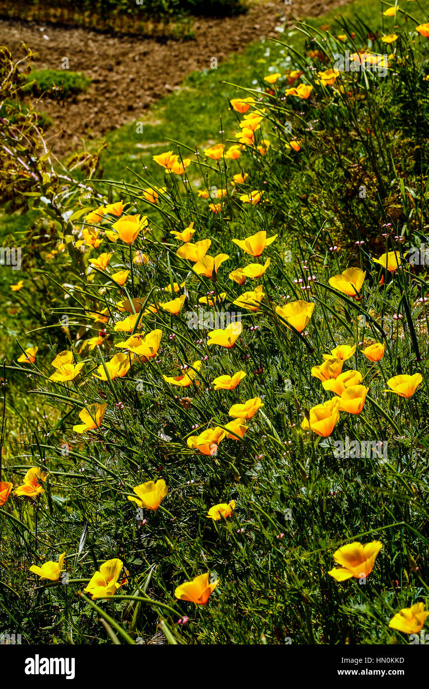 Emilia Romagna CASOLA VALSENIO (RA): giardino di erbe: Papavero californiano Foto Stock