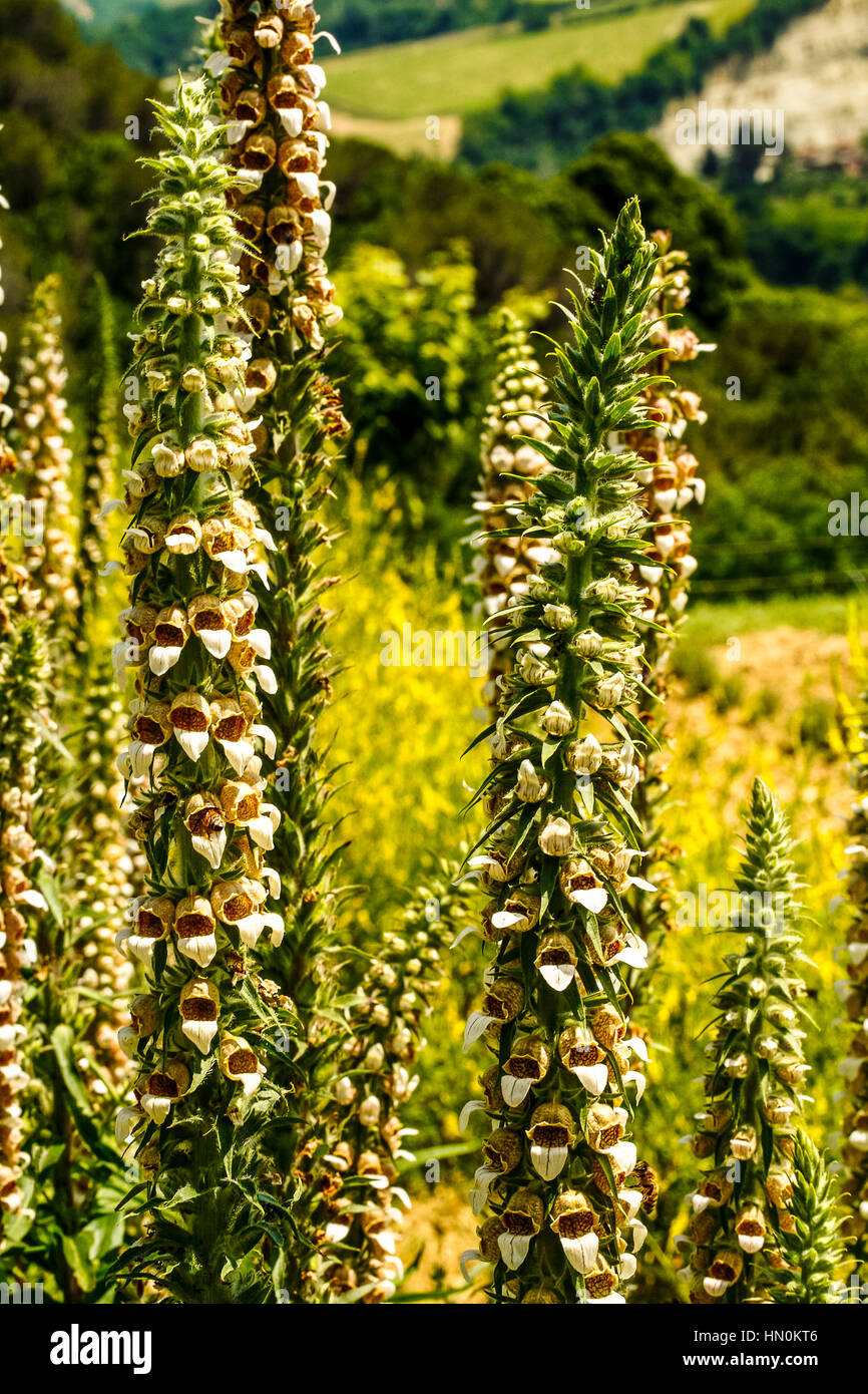 Emilia Romagna CASOLA VALSENIO (RA): giardino di erbe Digital Lanata fiore Foto Stock