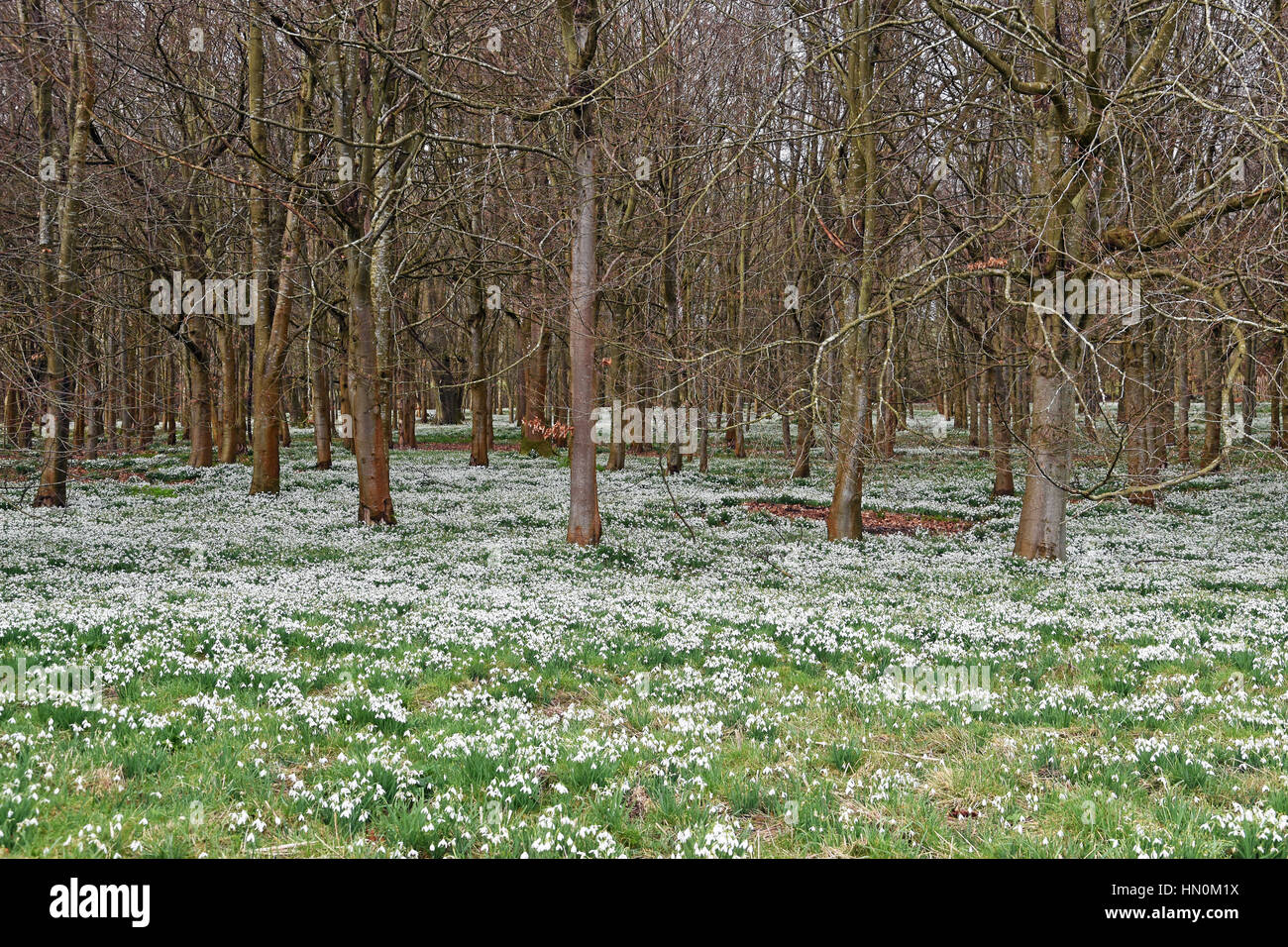 Snowdrops in boschi di faggio a Welford Park, vicino a Newbury, Inghilterra Foto Stock