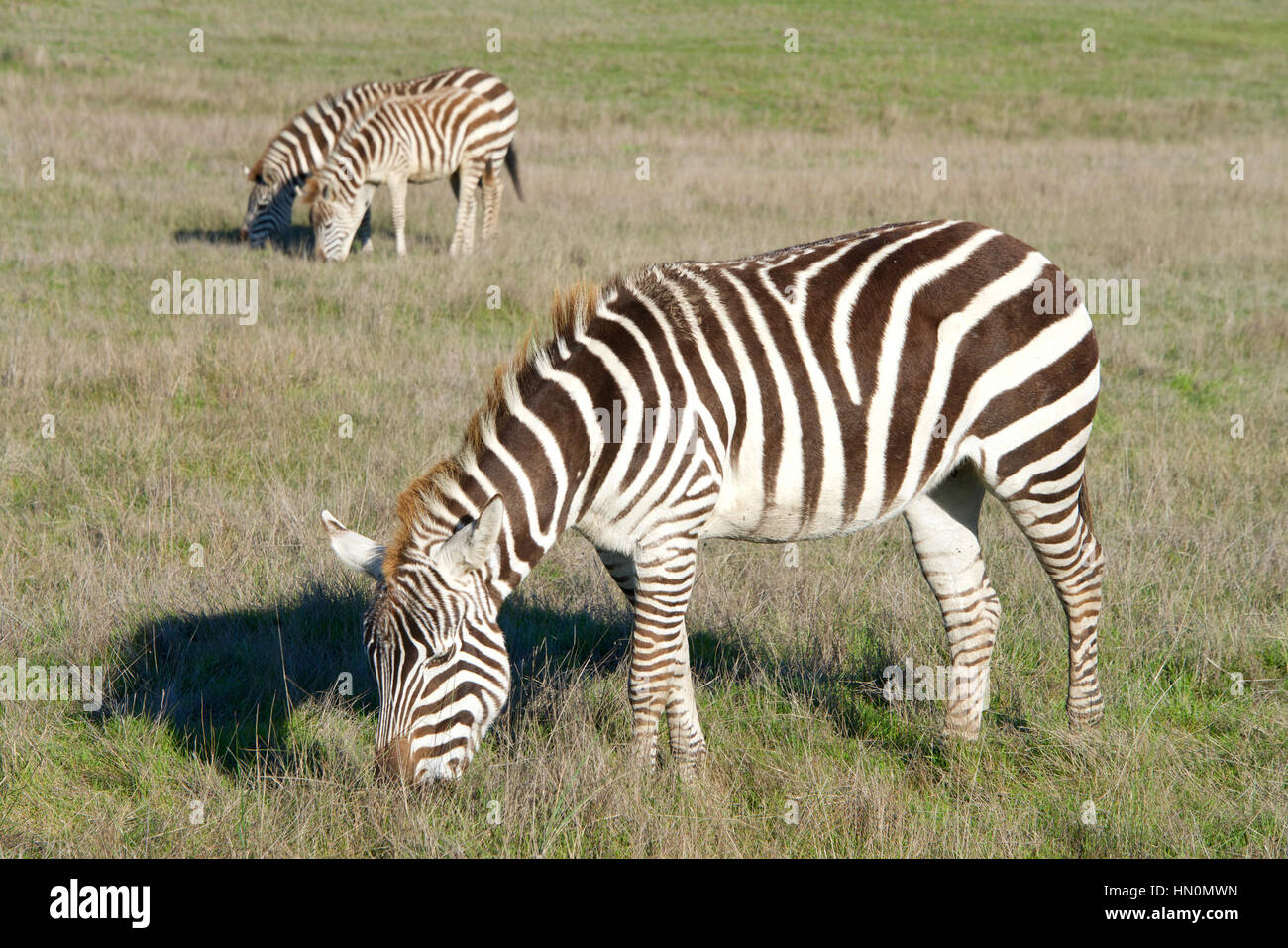 Una zebra di pascolare su nuova erba verde tra il vecchio asciutto erba marrone in un campo con due zebre pascolano in background Foto Stock
