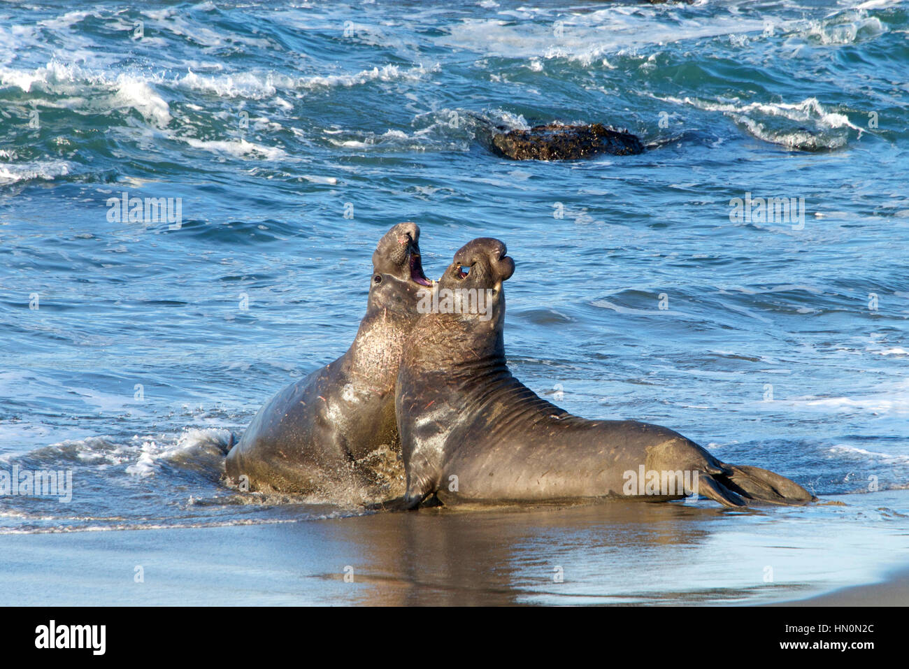 Due maschio bull foche elefanti combattimenti sulla spiaggia in California centrale. I tori si impegnano in lotte di supremazia per determinare chi dovrà arrivare a mate wi Foto Stock