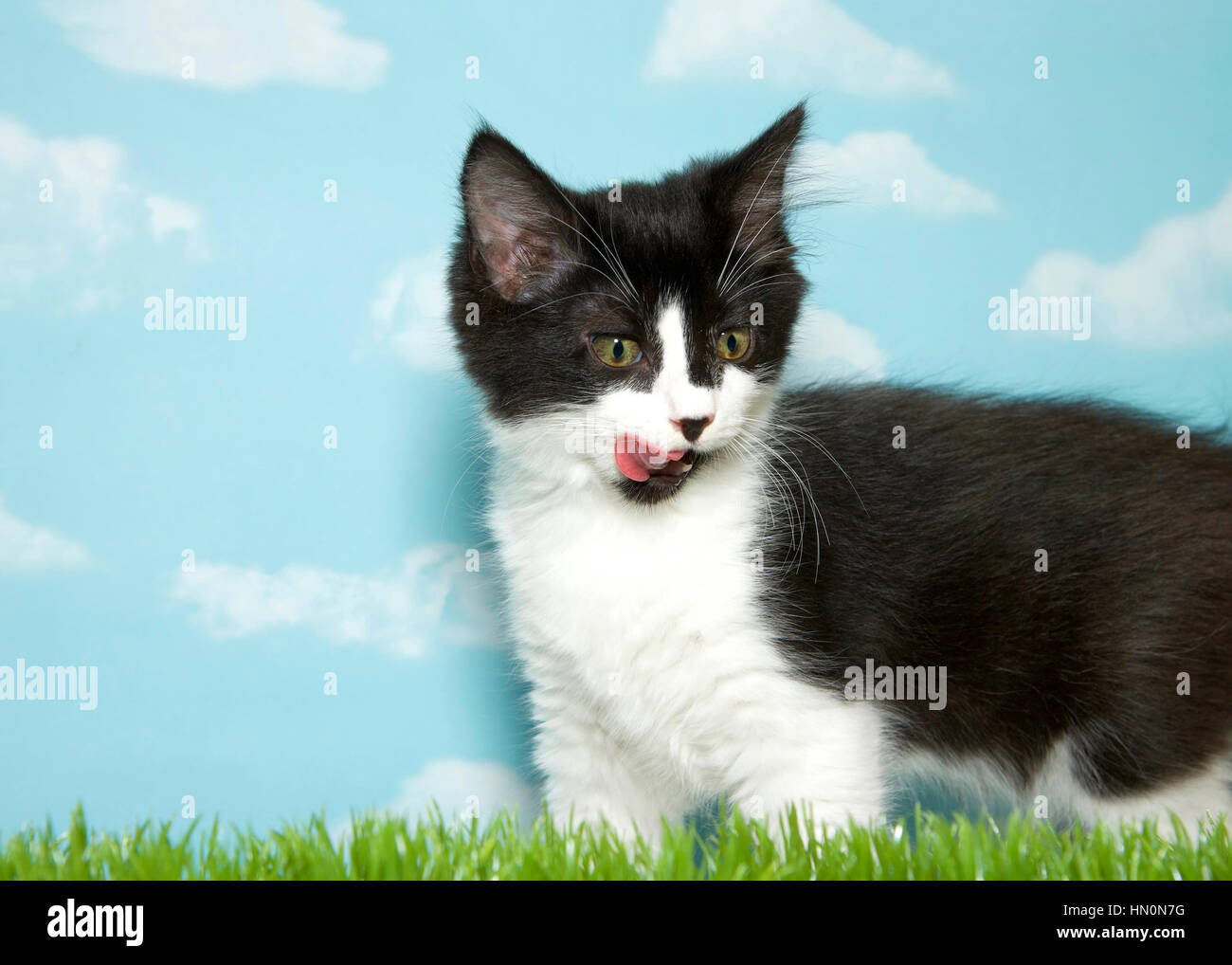 In bianco e nero dai capelli medio gattino in piedi in erba, leccare le labbra ai telespettatori di destra. Sfondo blu cielo con nuvole. Spazio di copia Foto Stock
