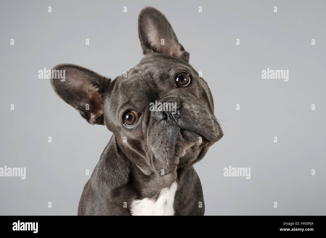 Il Pet fotografata davanti a uno sfondo grigio Foto Stock