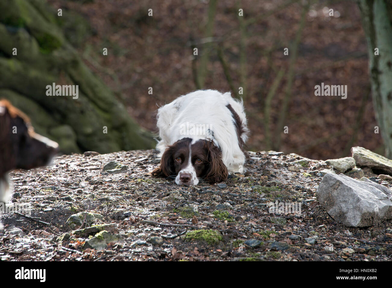 Un English Springer spaniel giocando con il suo amico durante una passeggiata nel quartiere di picco, REGNO UNITO Foto Stock