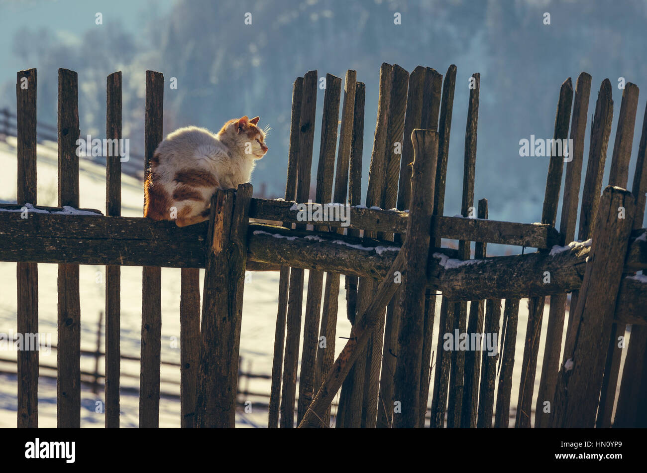 Brown Spotted cat in appoggio su un vecchio rustico recinzione in legno nella calda luce del sole di una mattina di inverno. Foto Stock