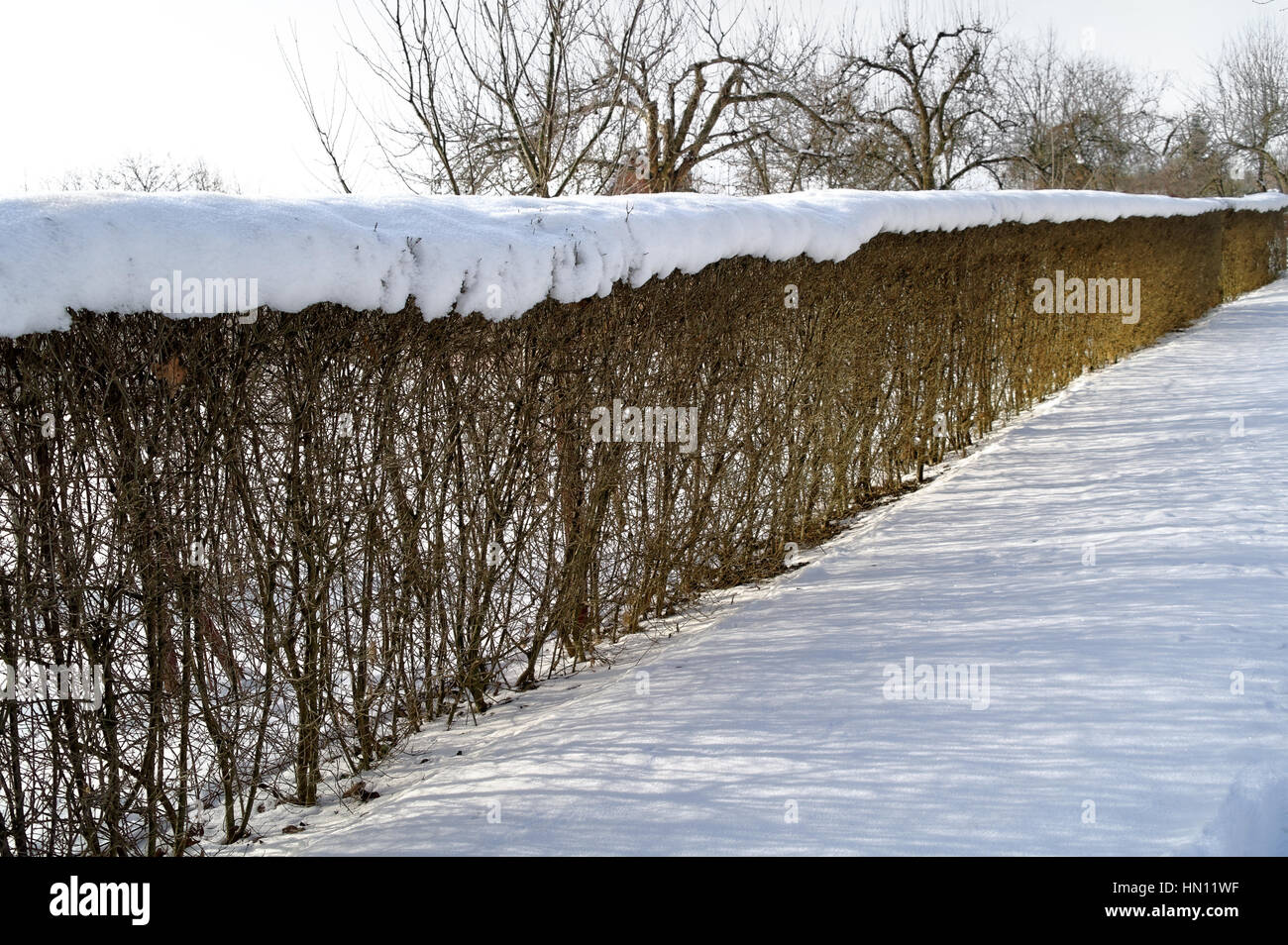 Coperta di neve hedge in vista prospettica a la soleggiata giornata invernale Foto Stock