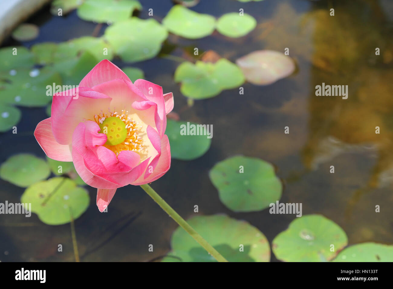 Rosa fiore di loto in giardino ,Thailandia Foto Stock