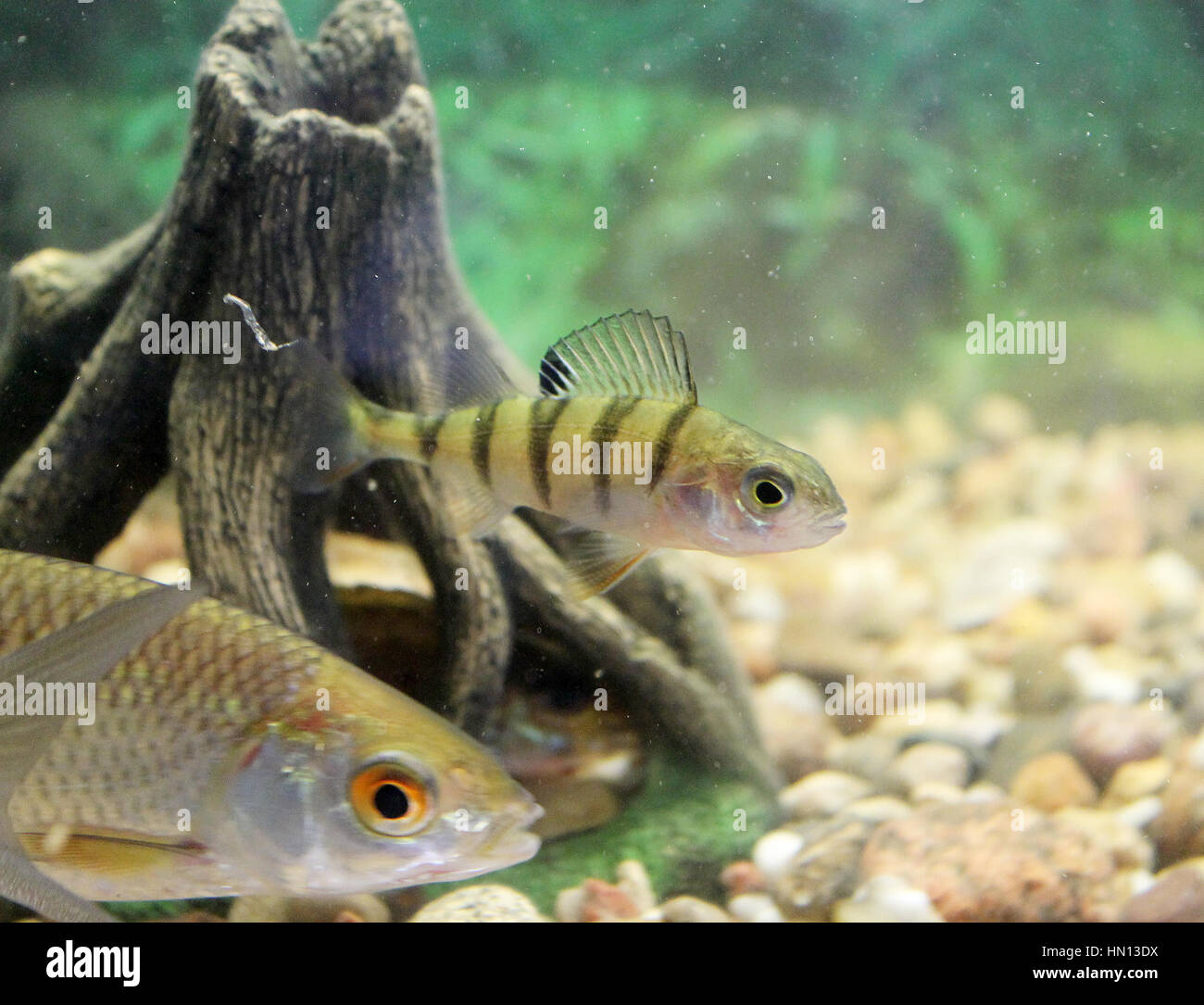 Carpe, roach, spinotto in acquario di acqua dolce. L'immagine può essere utilizzato come materiale didattico Foto Stock