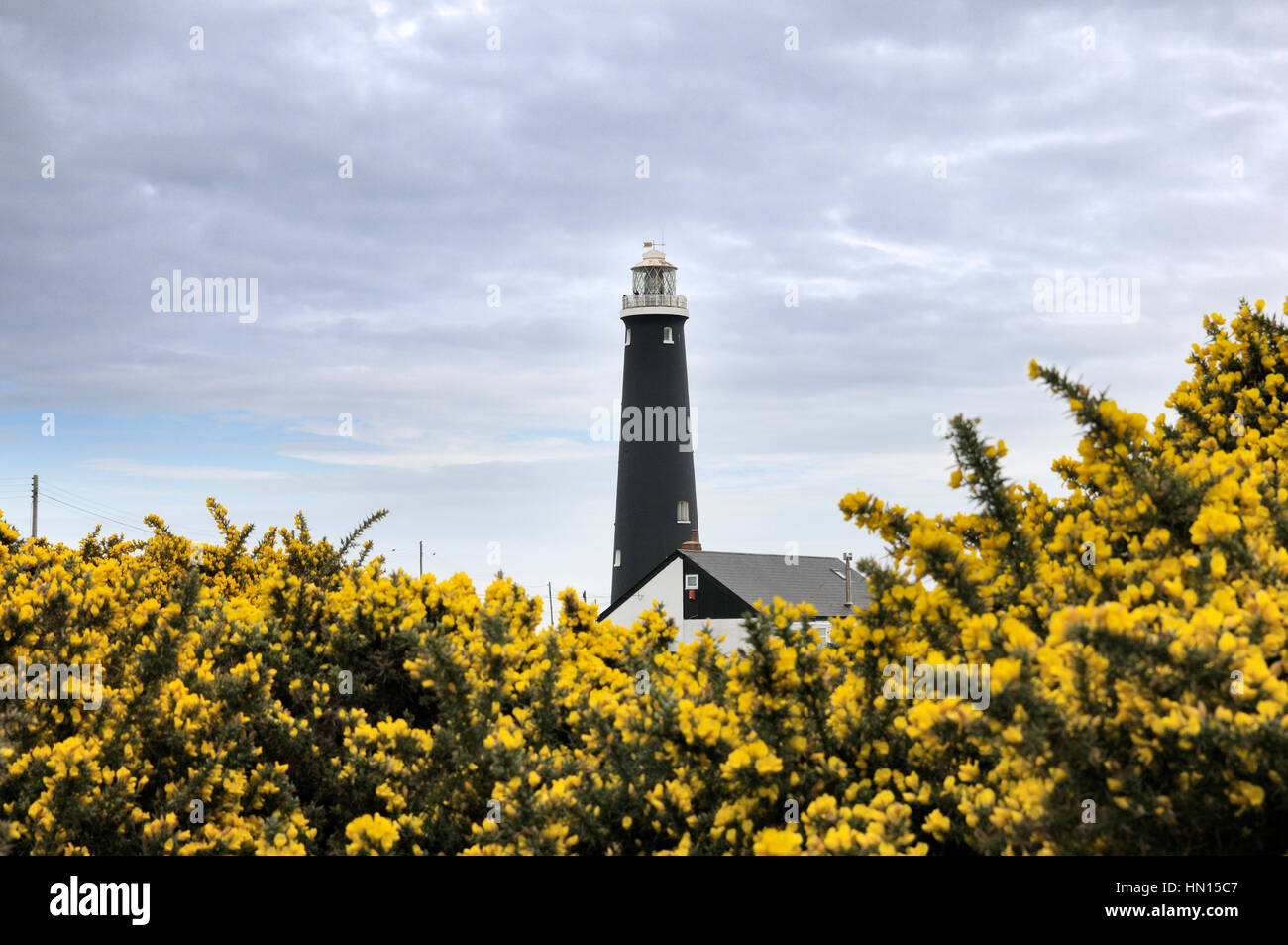 Il vecchio faro di Dungeness sollevandosi al di sopra di una profusione di giallo gorse fiori, Kent, England, Regno Unito Foto Stock