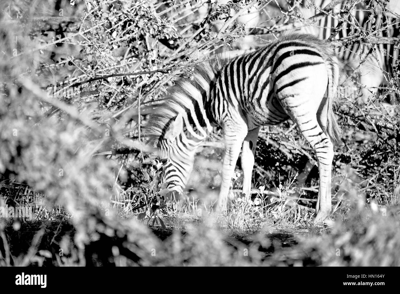 La sfocatura in Sud Africa mlilwane wildlife riserva naturale e selvaggio zebra Foto Stock