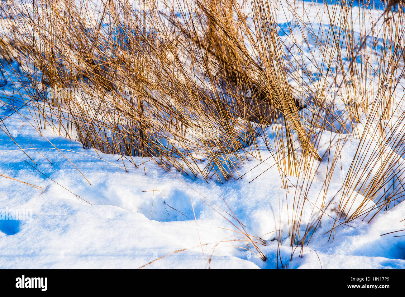 Abstract di dry feather erbe e firn bianco neve granulare con ombre blu nella luce di inizio inverno del tramonto. Foto Stock
