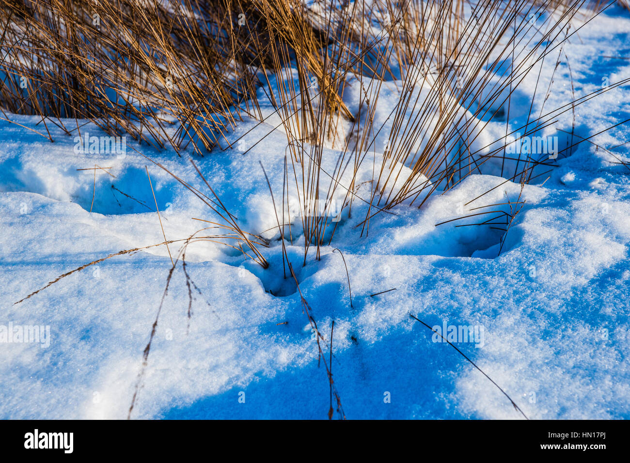 Abstract di dry feather erbe e firn bianco neve granulare con ombre blu nella luce di inizio inverno del tramonto. Soleggiata giornata invernale Foto Stock