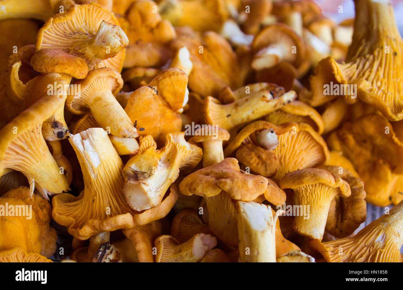 Finferli su un muschio in legno. Numero di grandi dimensioni sullo sfondo Foto Stock