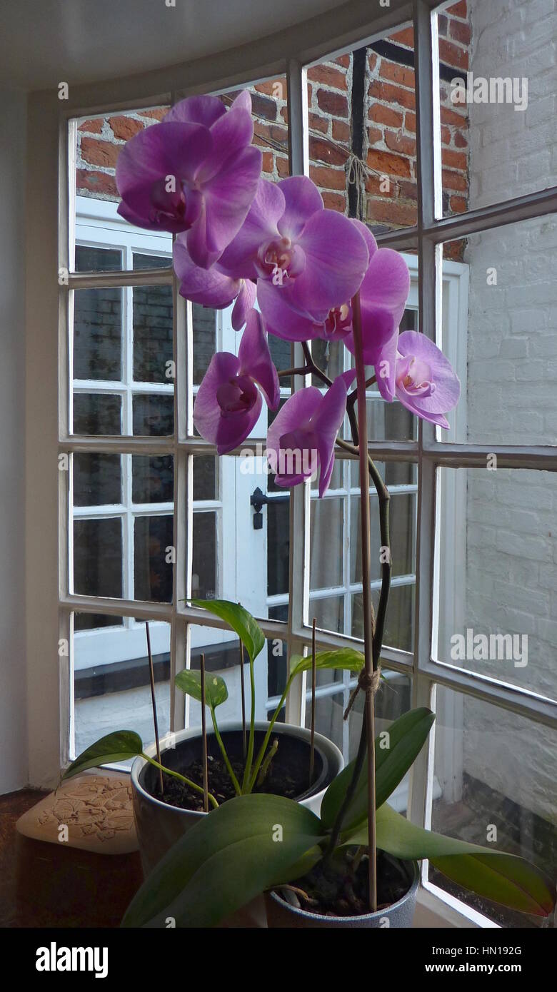 Potted uno stelo Phalaenopsis Orchid con grandi fiori viola sulla baia di un davanzale con una vista di un vecchio esterno muro di casa Foto Stock