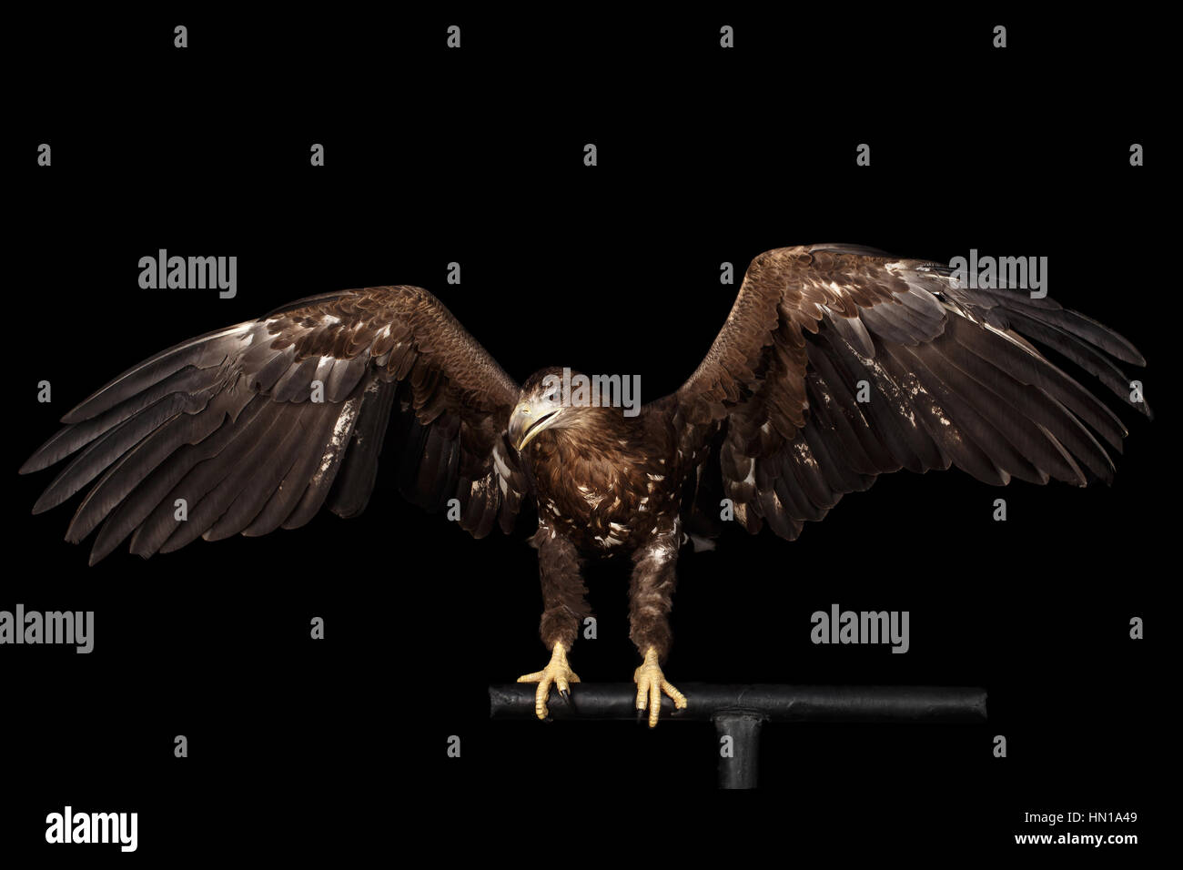 White-tailed eagle, rapaci isolati su sfondo nero Foto Stock