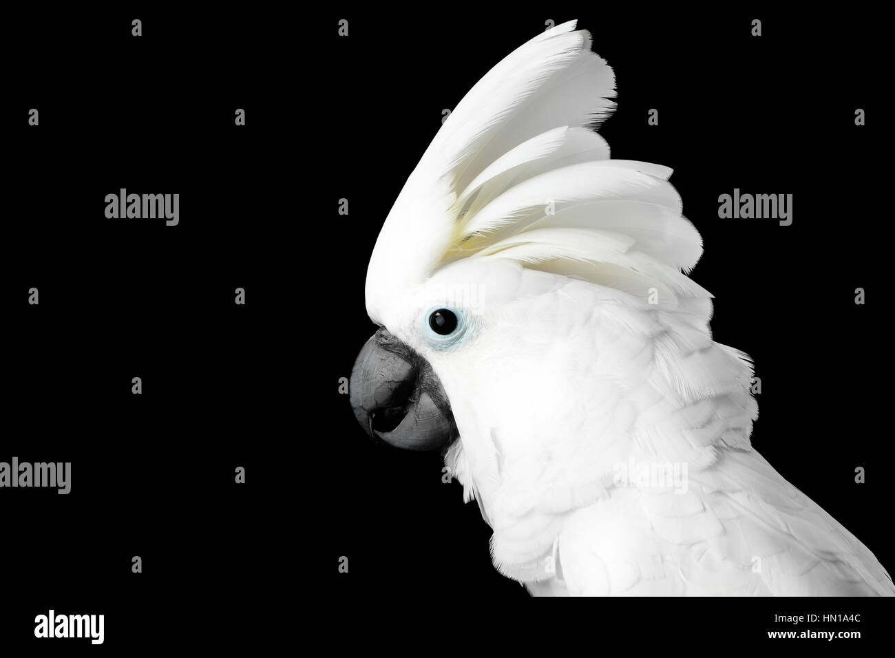 Close-up Crested Cacatua alba, ombrello, Indonesia, isolati su sfondo nero Foto stock - Alamy