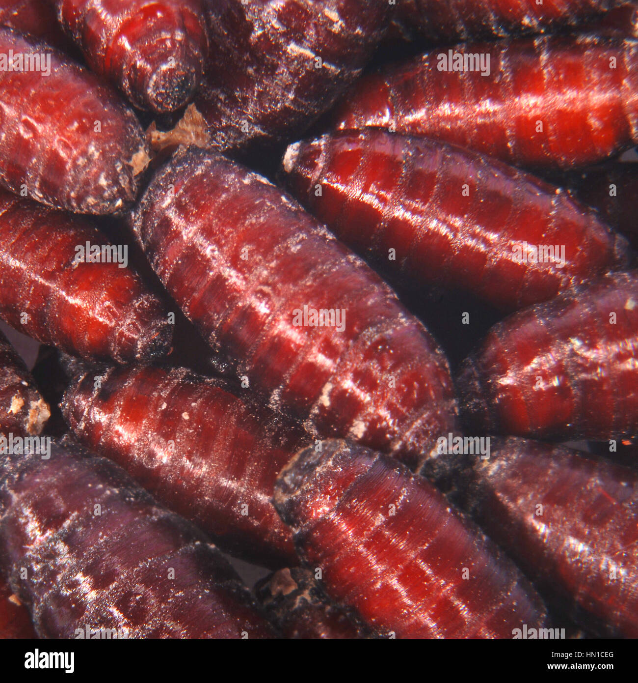 Pupa verde grande volare per sport fisherman Foto Stock