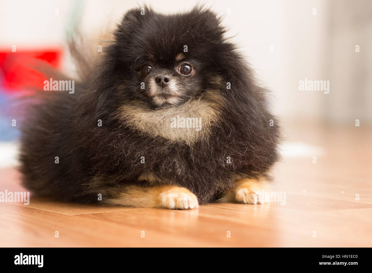 Piccolo cane nero cane di razza sdraiato sul pavimento. Foto Stock