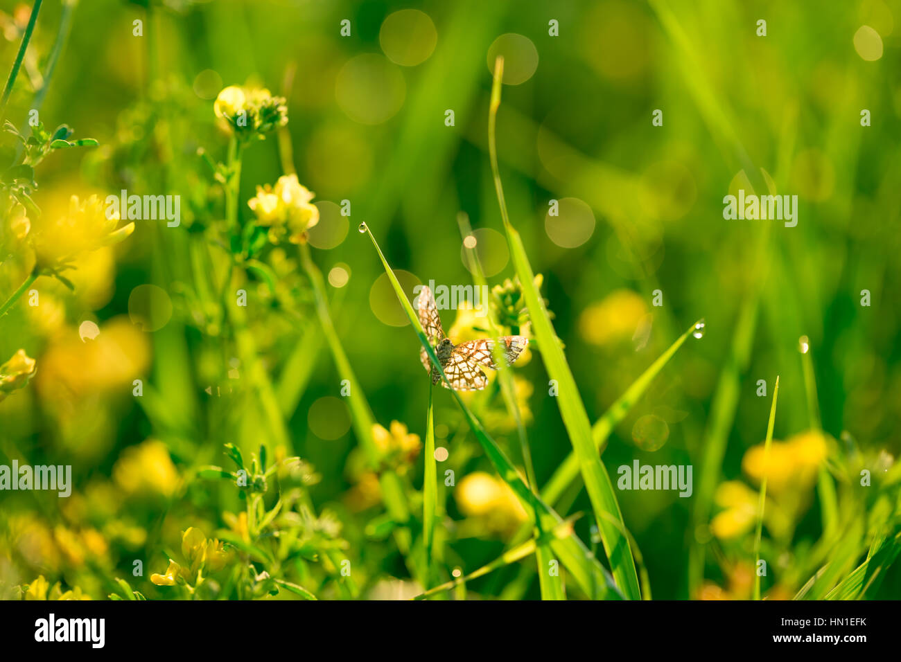 Bellissimo paesaggio della fauna selvatica. Fresco verde erba e fiori di campo giallo con gocce d'acqua sullo sfondo dei fasci di luce del sole. L'idea del backg Foto Stock