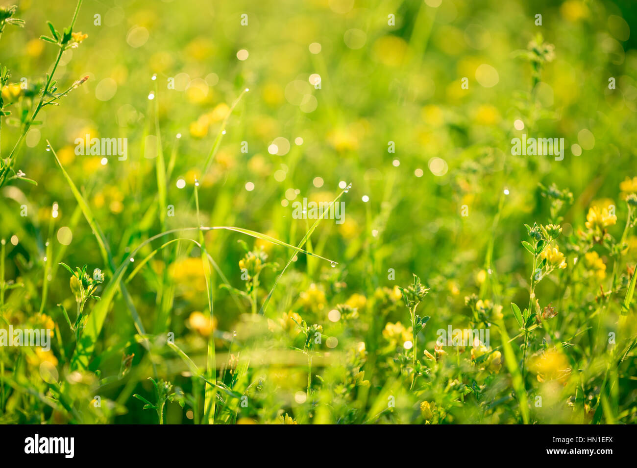 Bellissimo paesaggio della fauna selvatica. Fresco verde erba e fiori di campo giallo con gocce d'acqua sullo sfondo dei fasci di luce del sole. L'idea del backg Foto Stock