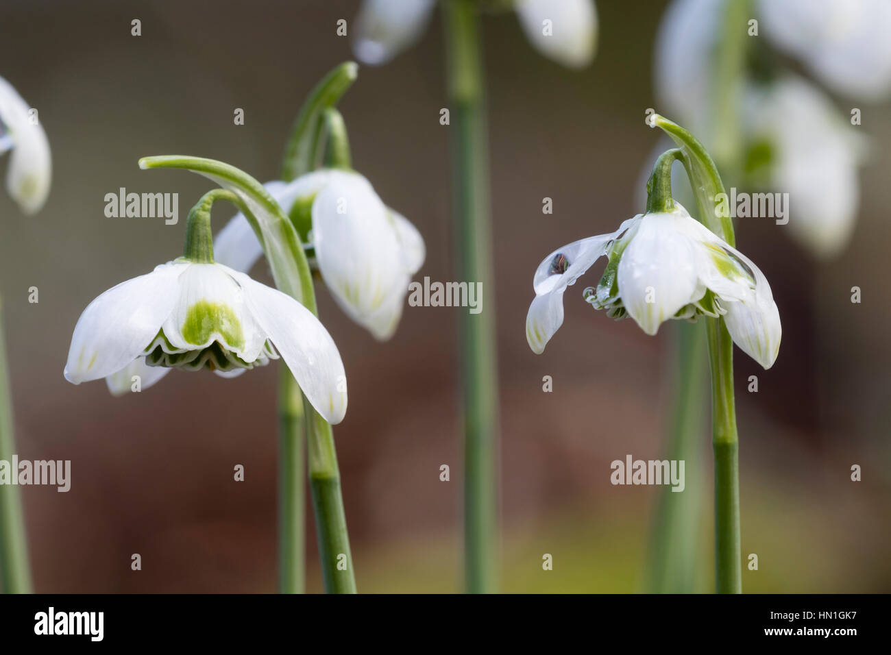 Febbraio fiori del doppio snowdrop, Galanthus "L.P.lungo' Foto Stock
