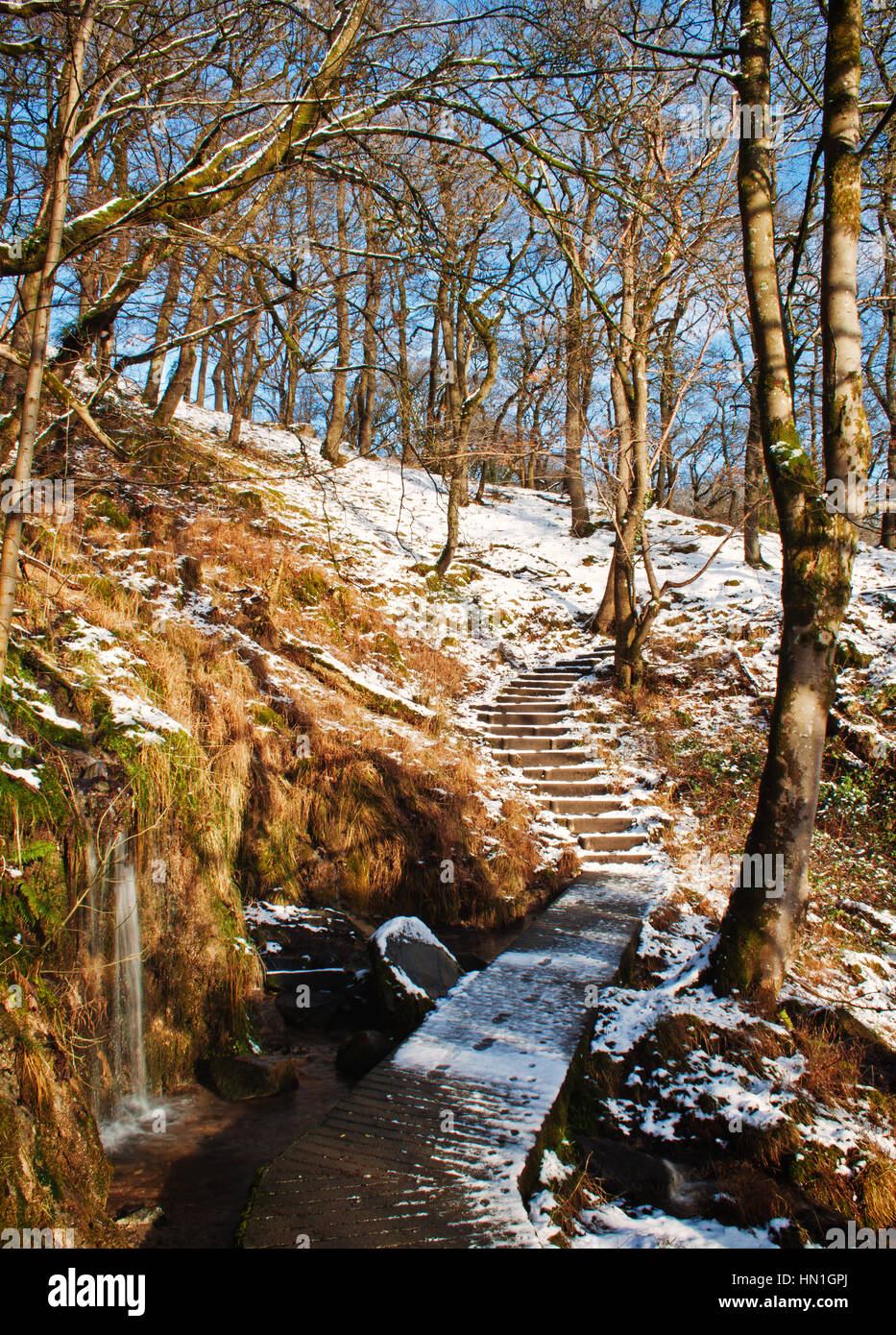 In inverno il percorso del bosco Foto Stock