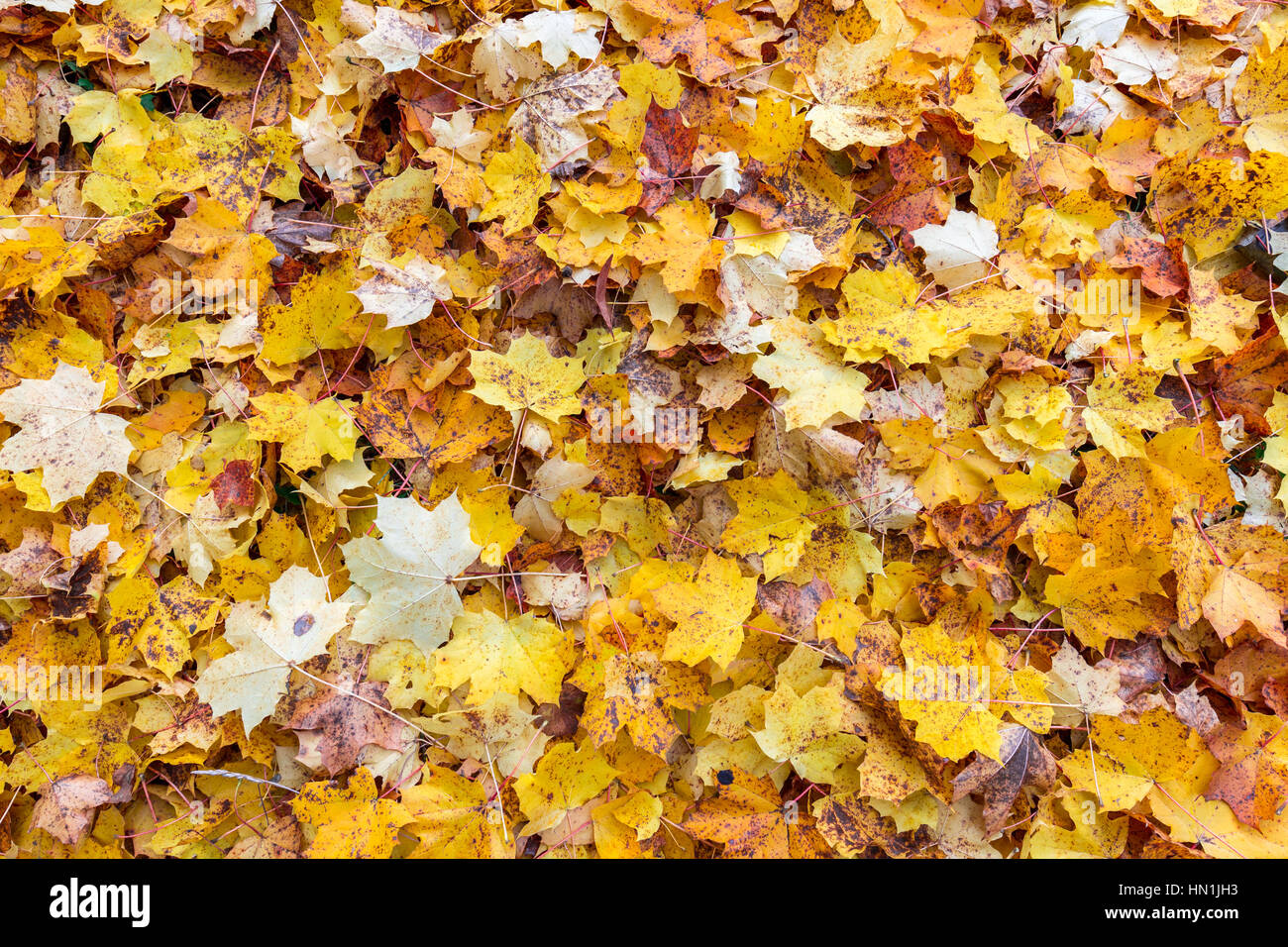 Foglie di autunno, foglie di colore, foglie di autunno, lascia in erba, foglie di autunno in erba, foglie di autunno cadere Foto Stock