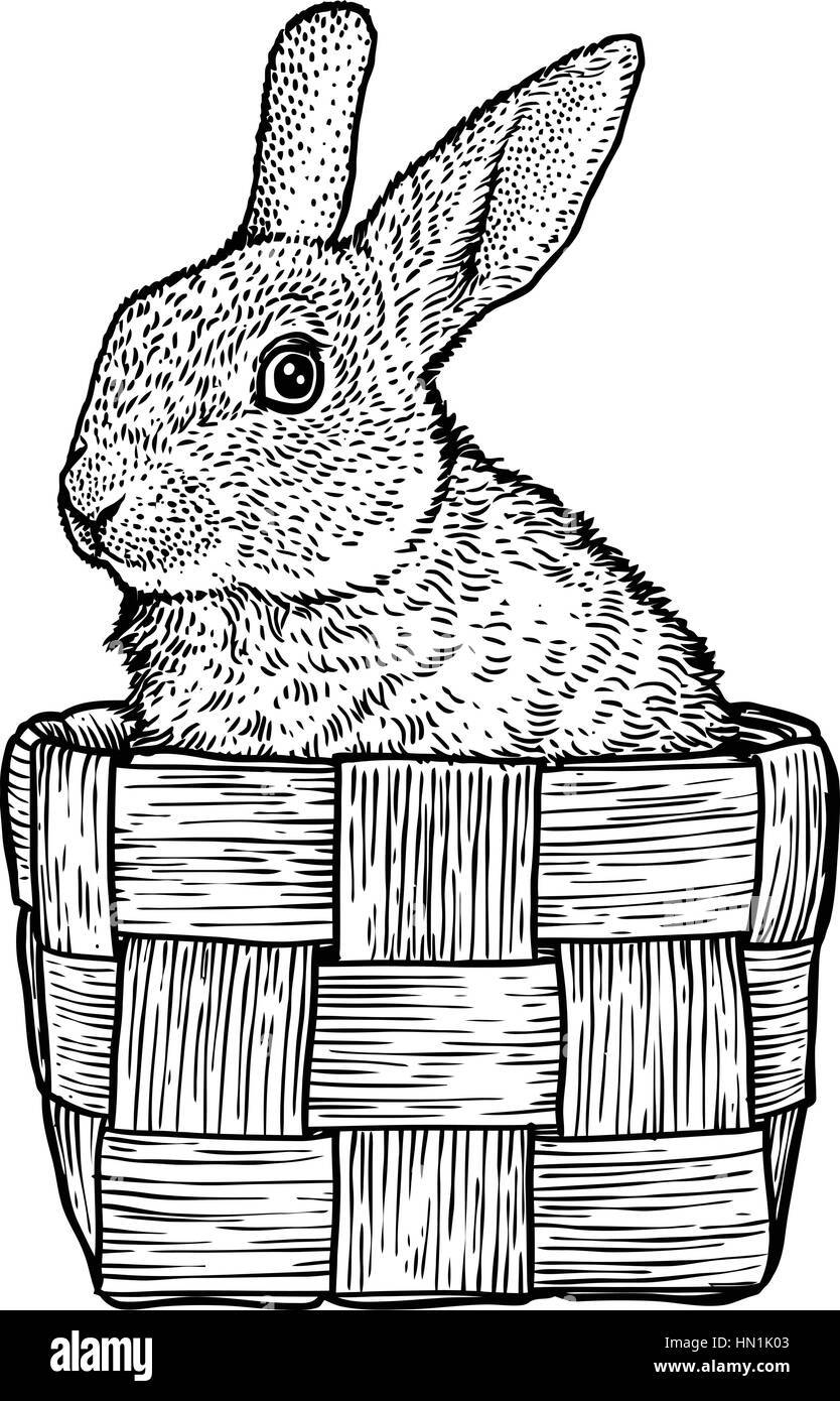 Coniglio, bunny, basket, pasqua illustrazione, disegno, incisione, line art Illustrazione Vettoriale