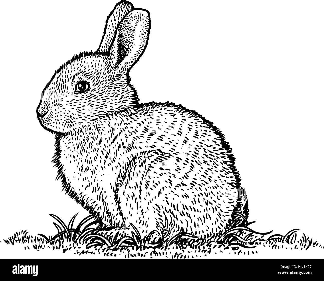 Coniglio, bunny illustrazione, pasqua, disegno, incisione, line art Illustrazione Vettoriale