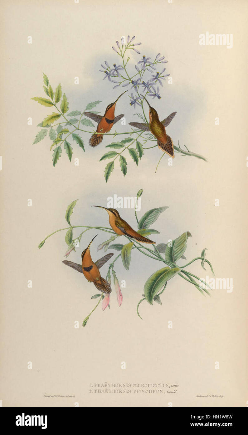 Questa monografia si concentra sulle opere e i contributi di Trochi, esplorando il suo stile artistico e l'impatto sullo sviluppo della sua epoca, con particolare enfasi sul suo approccio unico all'arte. Foto Stock