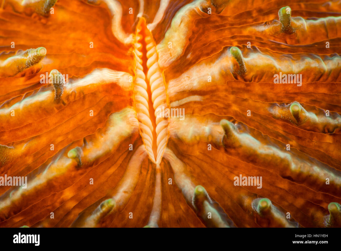 Abstract corallo subacqueo micro dettaglio. (Fungia specie). Malapascua, Filippine. Foto Stock