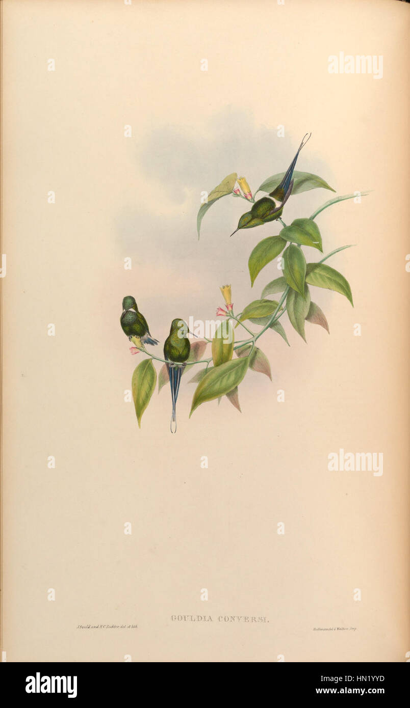 Una litografia della Discosura conversii, precedentemente nota come Gouldia conversi, di John Gould e Henry Constantine Richter, del 1861. Foto Stock