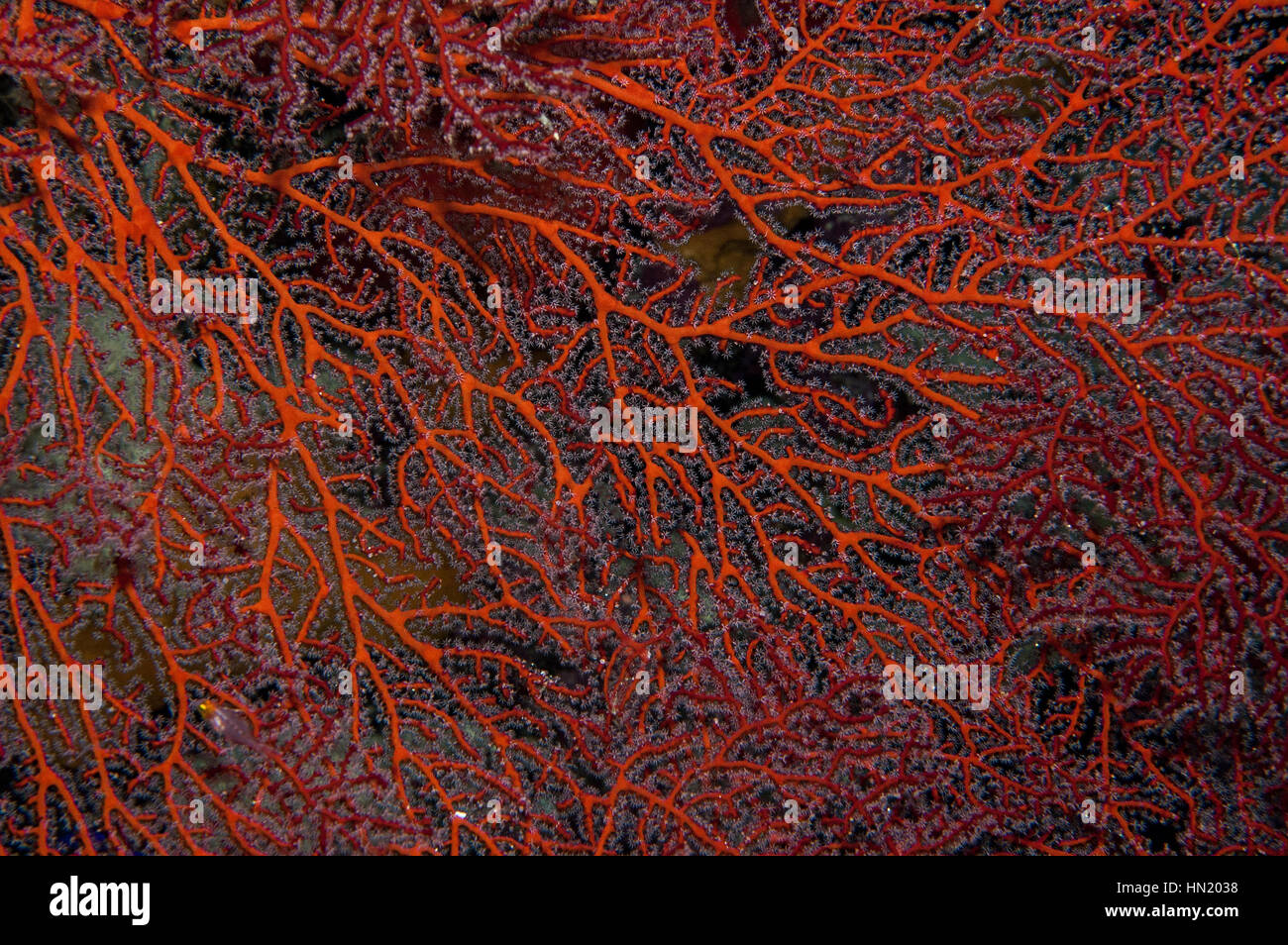 Dettaglio del mare fan (Subergorgia rubra) mostrando i polipi aperti. Macro Immagine. Sanganeb, Sudan, Mar Rosso. Foto Stock