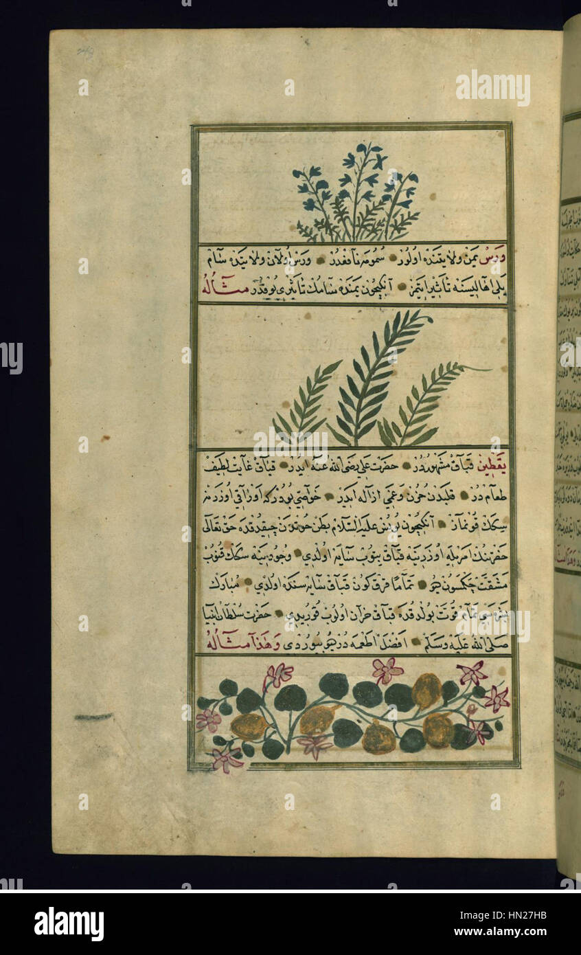 Muhammad ibn Muhammad Shakir Ruzmah-'ho Nathani - Cicoria selvatica, un impianto yemenita chiamato guerre e una varietà di Ssquash o zucca - Walters W659243A - Pagina completa Foto Stock