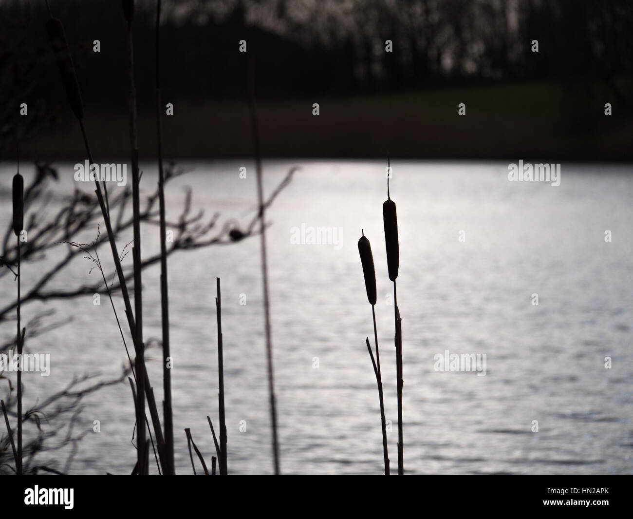 Giunchi crescente dal lato di un serbatoio al tramonto a Salford, Greater Manchester. Foto Stock