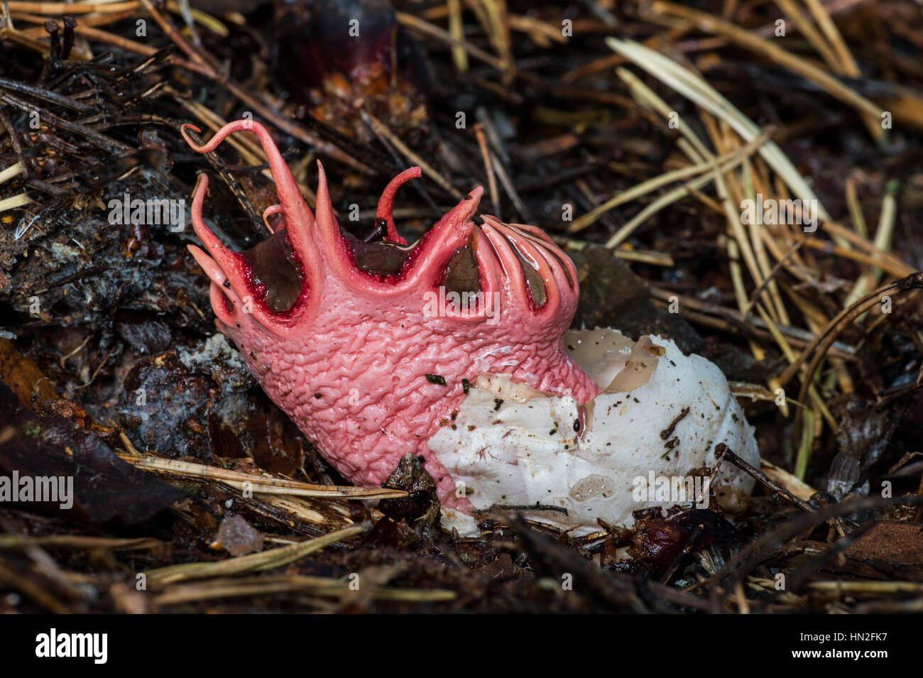 Anemone funghi stinkhorn (Aseroe rubra) Foto Stock